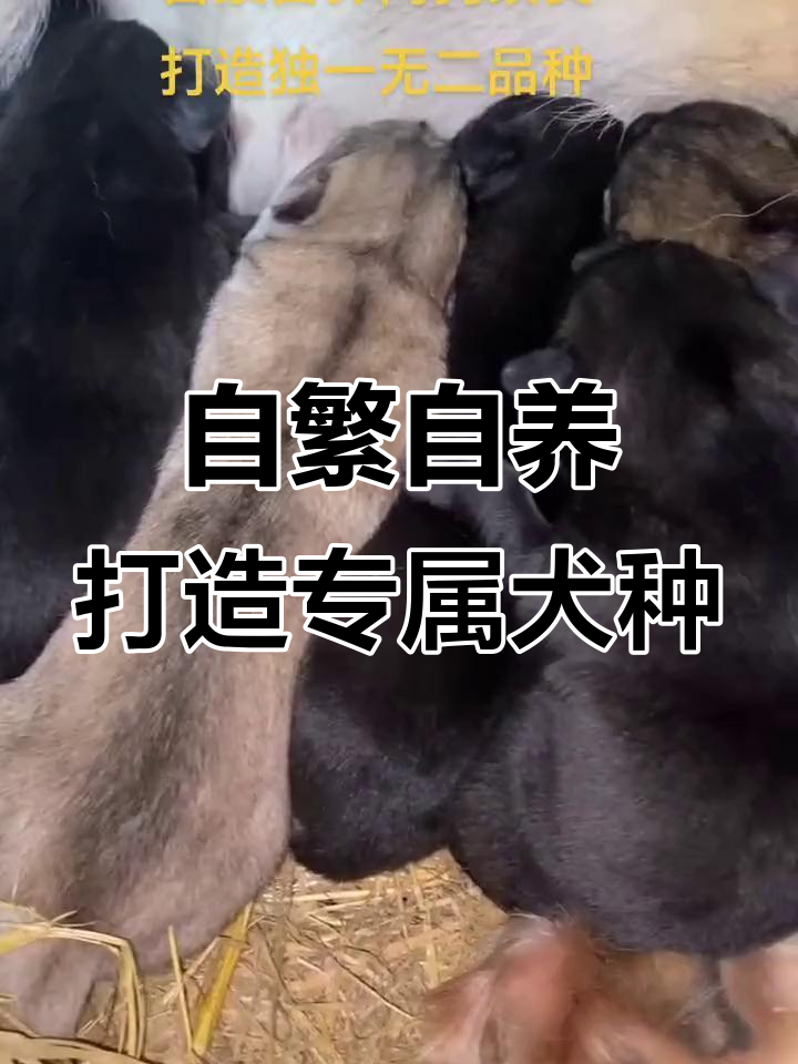 未来种犬全为独一品种,自繁自养助力肉狗改良