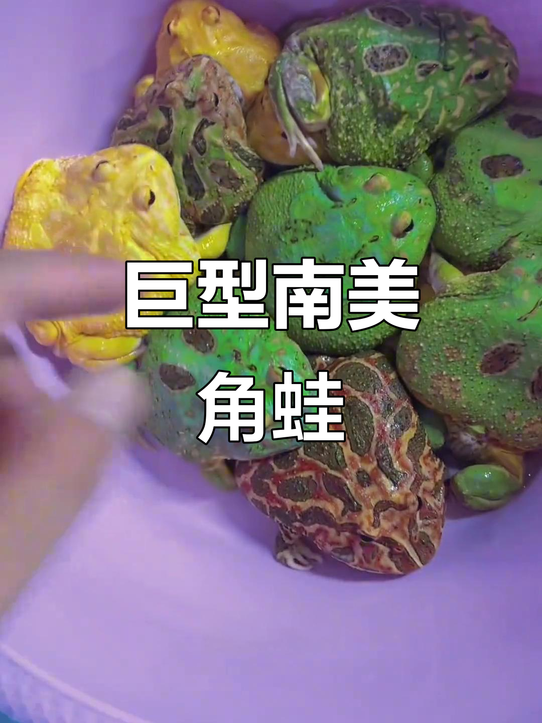 南美角蛙大揭秘,超大一只!