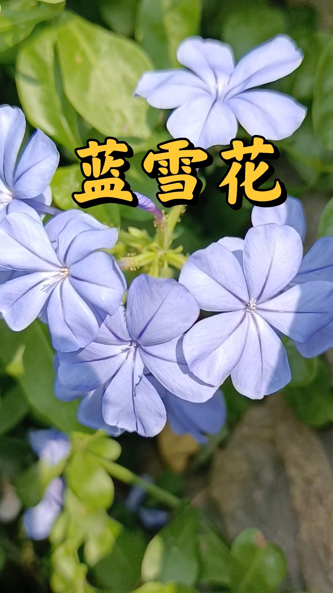 蓝雪花,别名鸡娃草!味苦,性寒。功能有杀