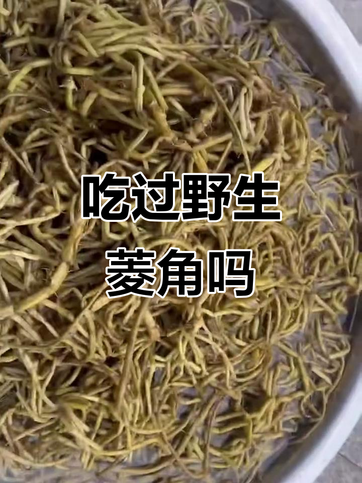 野生菱角菜,你尝过吗?风能曲子也能打包带走