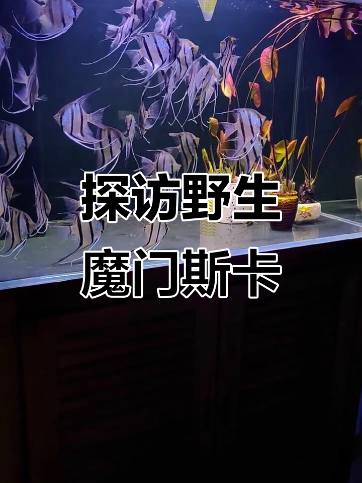 野生摩门斯卡神仙鱼揭秘,七到八厘米的神奇生物