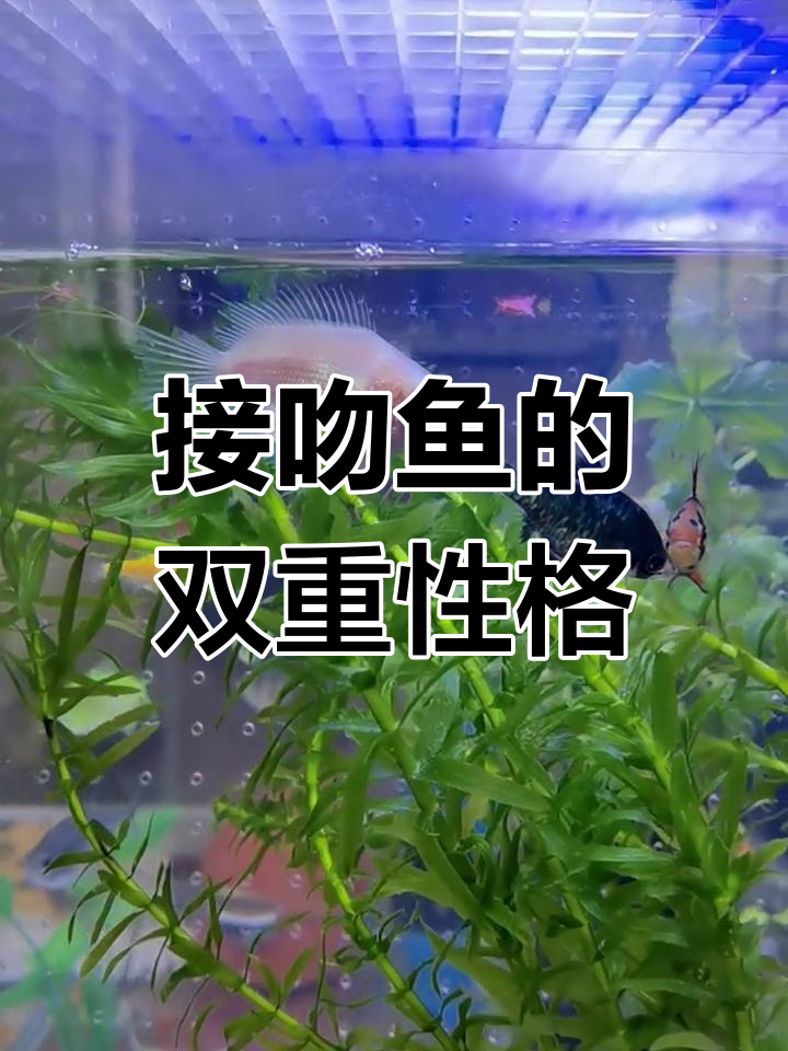 接吻鱼虽凶猛,但混养时却胆小谨慎,嘴还能帮忙清理藻类