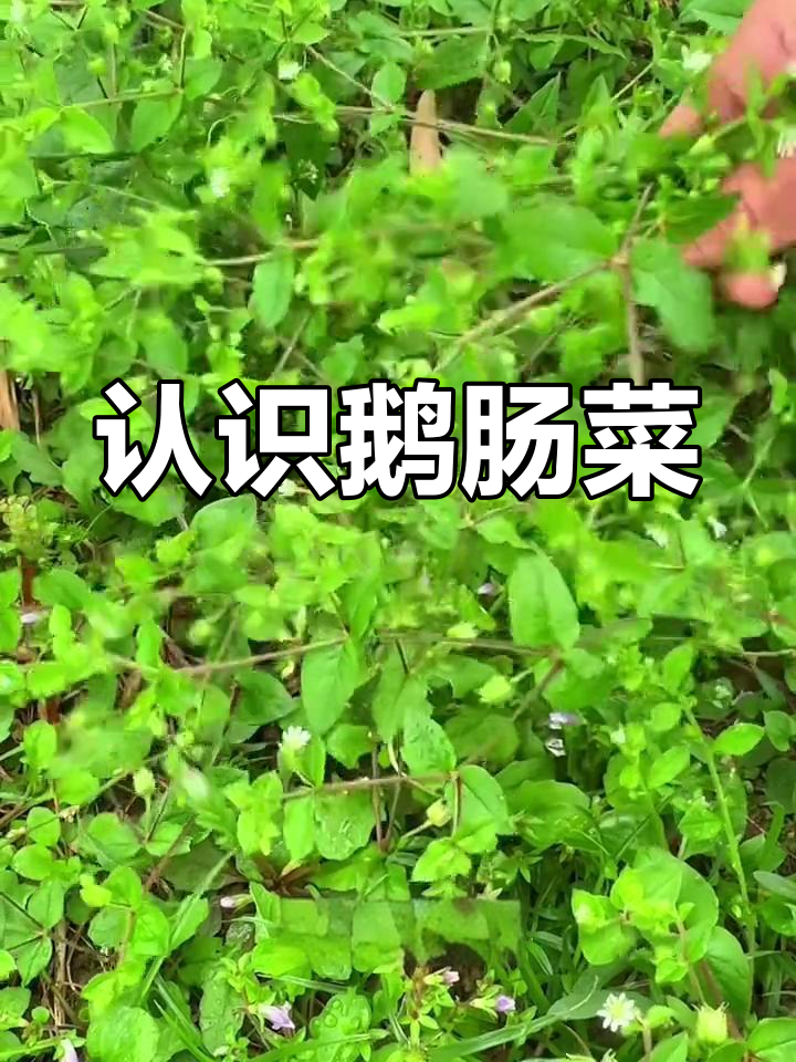 田间常见鹅肠菜,你了解吗?