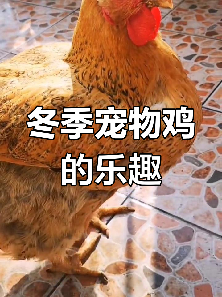 冬日暖阳下的宠物鸡,手指头成了它的“玩具”