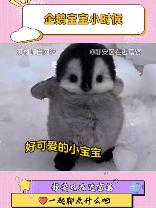 什么品种的企鹅宝宝这么可爱!萌物企鹅ai可爱到爆炸