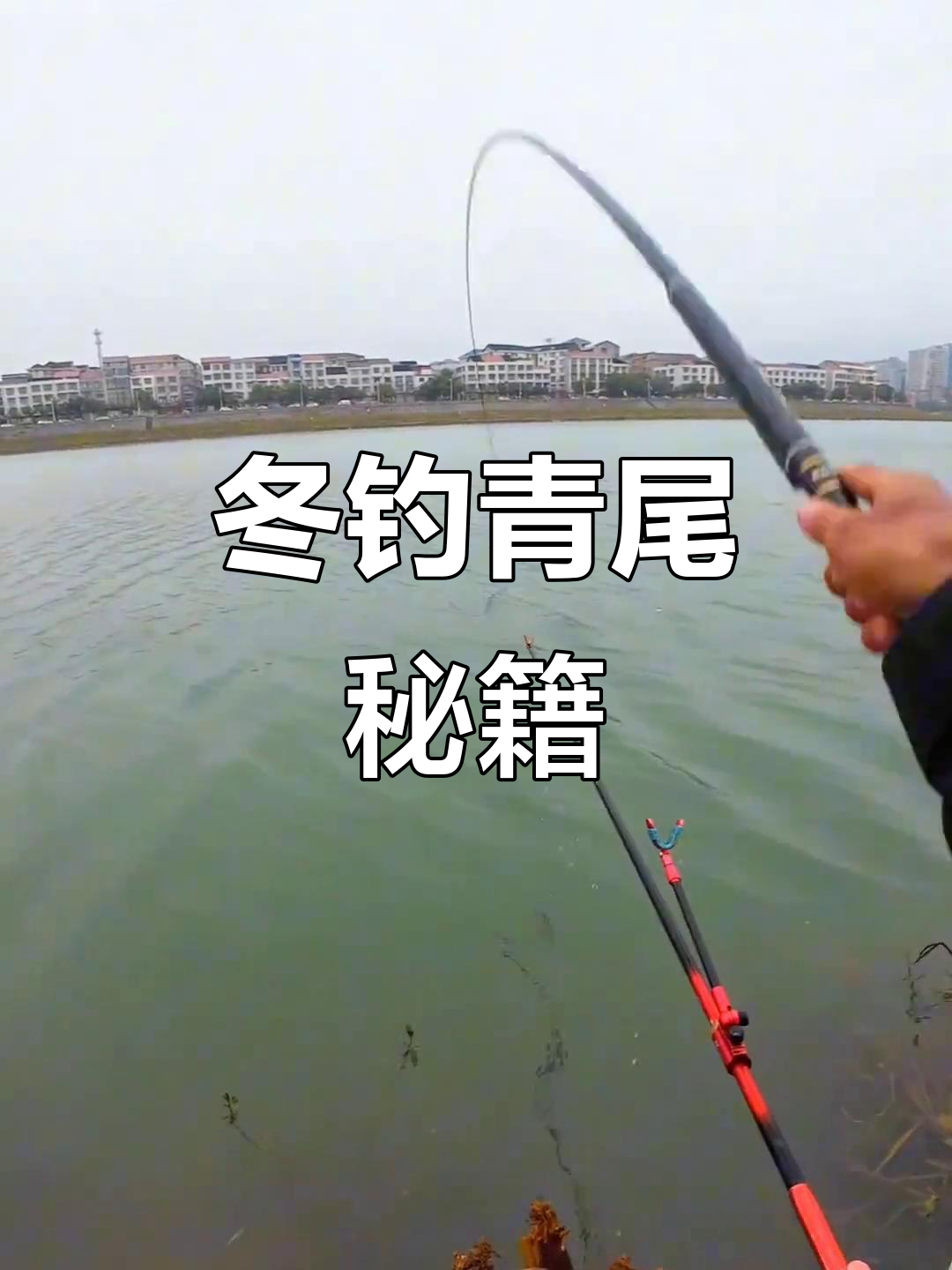 冬季钓青尾鲴，重铅短线技巧，轻松捕获！