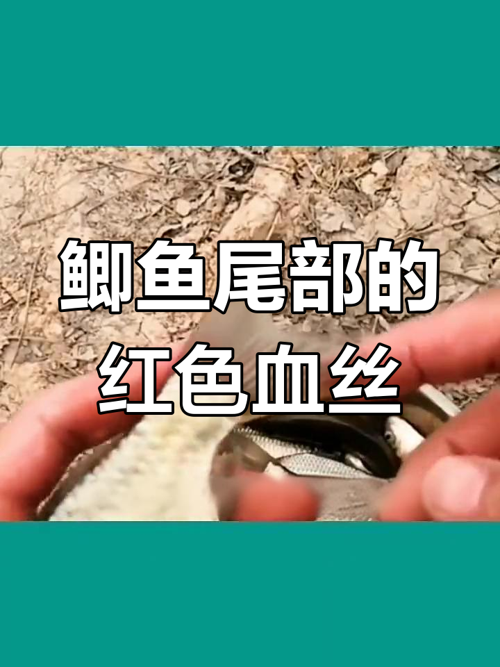 鲫鱼尾巴上的红线虫,竟是这种寄生虫!