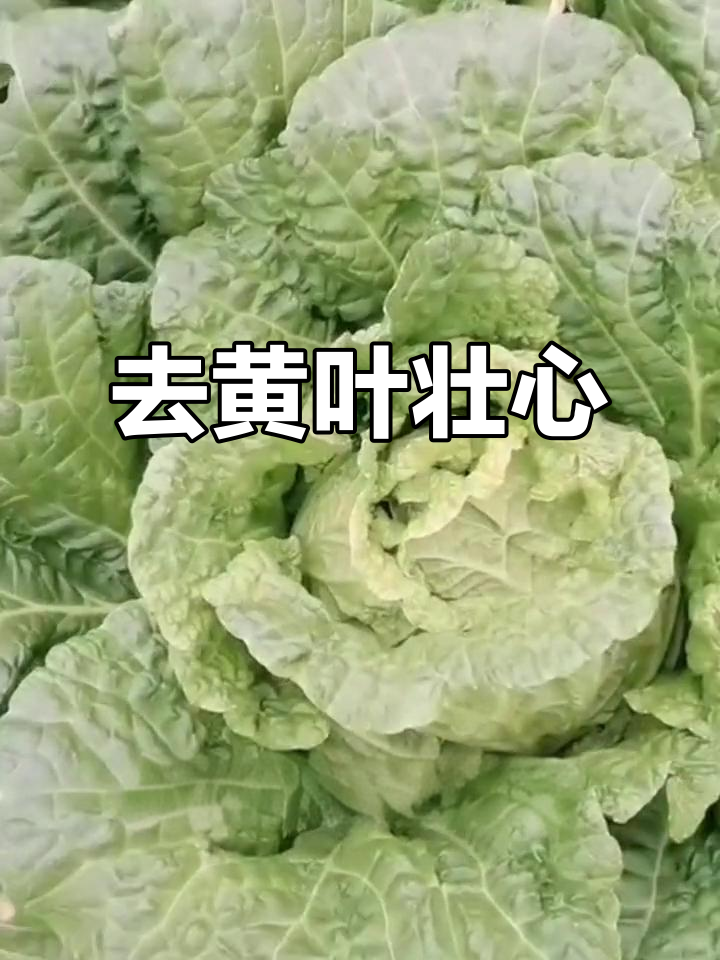 白菜打底叶,营养更集中!