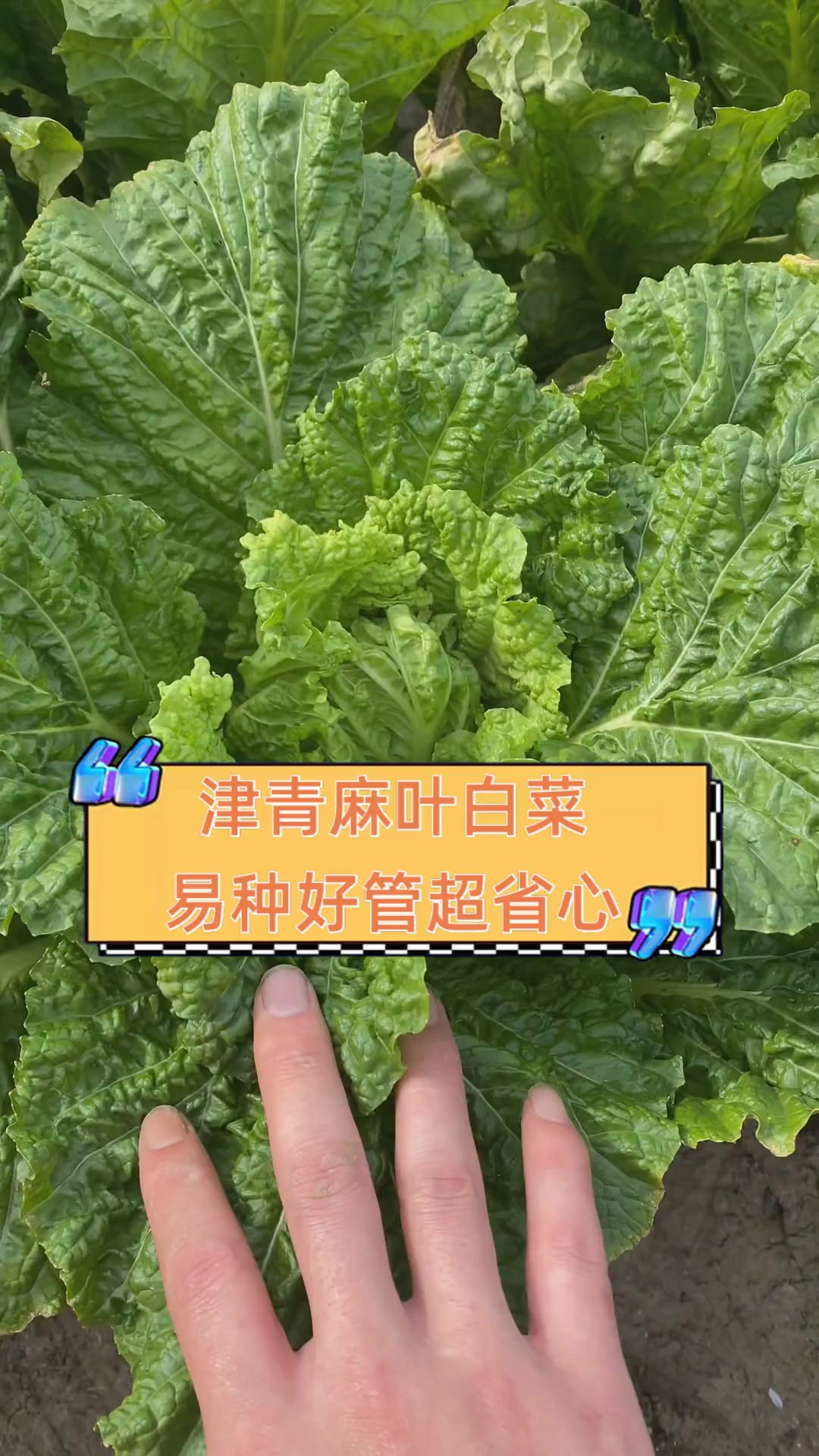 津青麻叶白菜,易种好管超省心