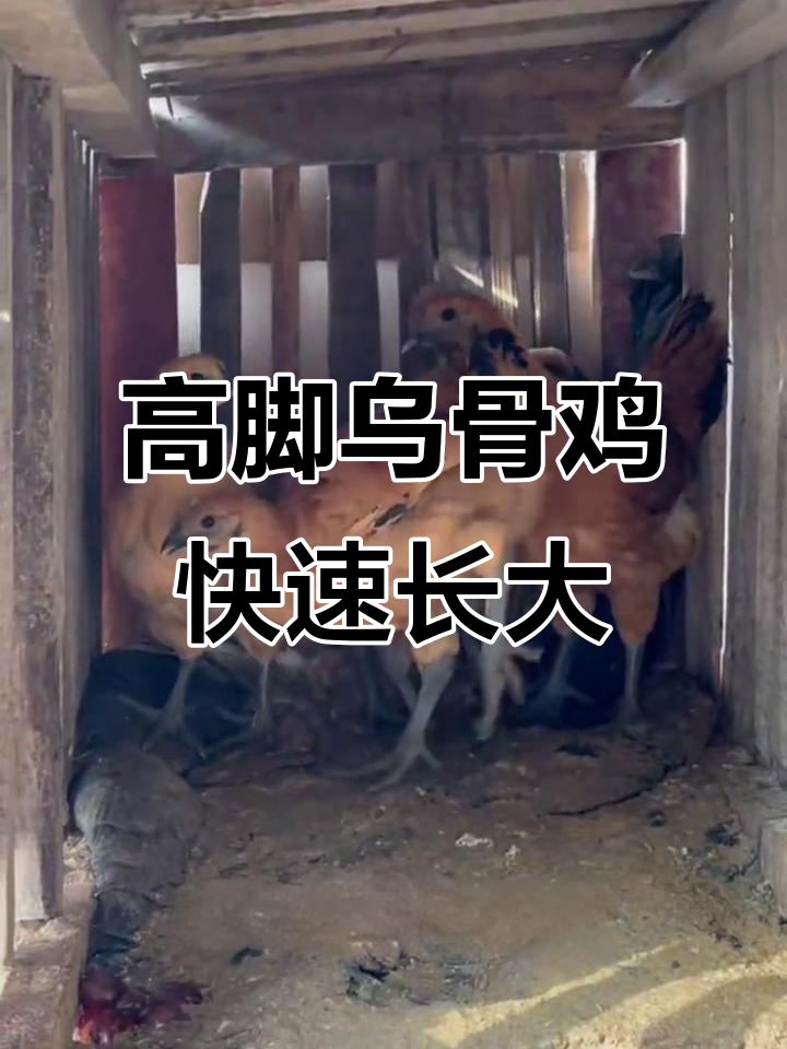 中国最高土鸡成长记:从小鸡到高脚乌骨鸡,长势惊人