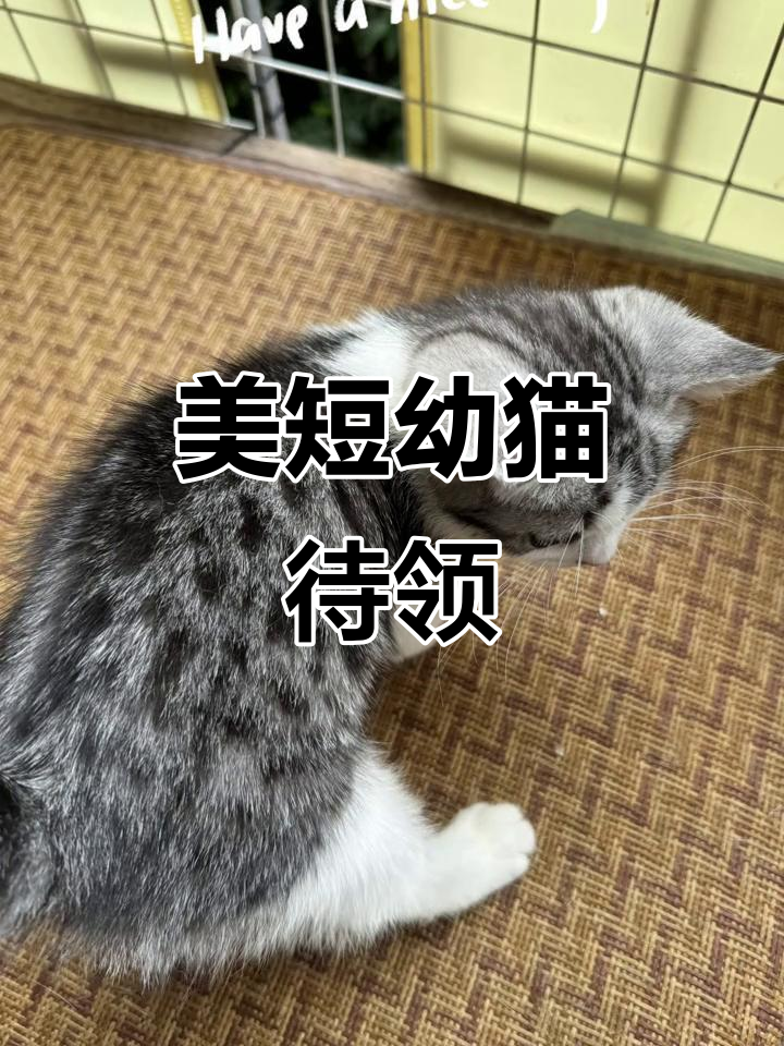 2个月美短鱼骨纹,已接种疫苗,海珠区自取