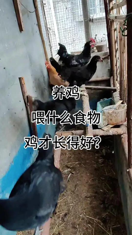 家庭养鸡,喂什么食物健康长得好