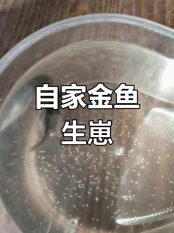 金鱼产卵了,能孵化成功吗?