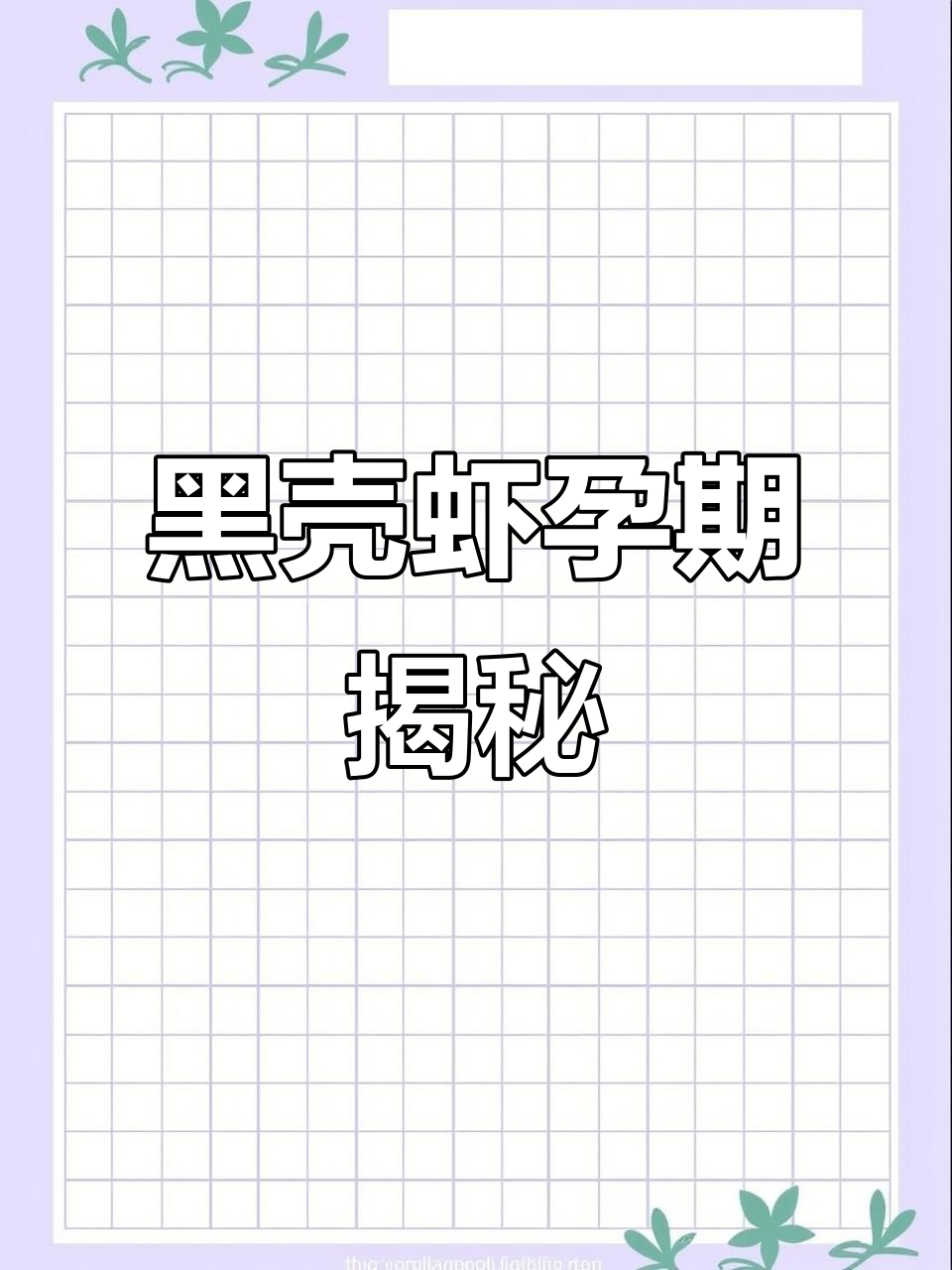 黑壳虾怀孕到生产全过程揭秘，三周时间见证生命的奇迹