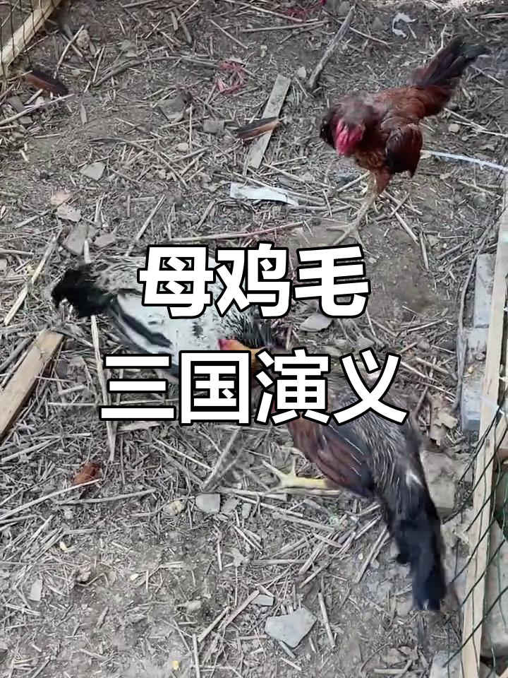母鸡毛斗鸡大作战,大腿激烈对决!