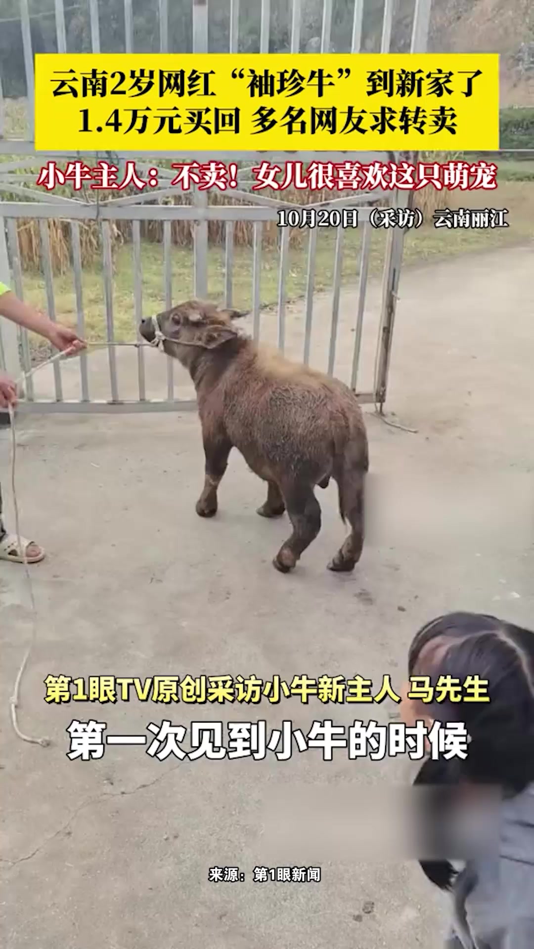 云南2岁网红“袖珍牛”到新家了,有多名网友求转卖,主人不卖:女儿非常喜欢它!