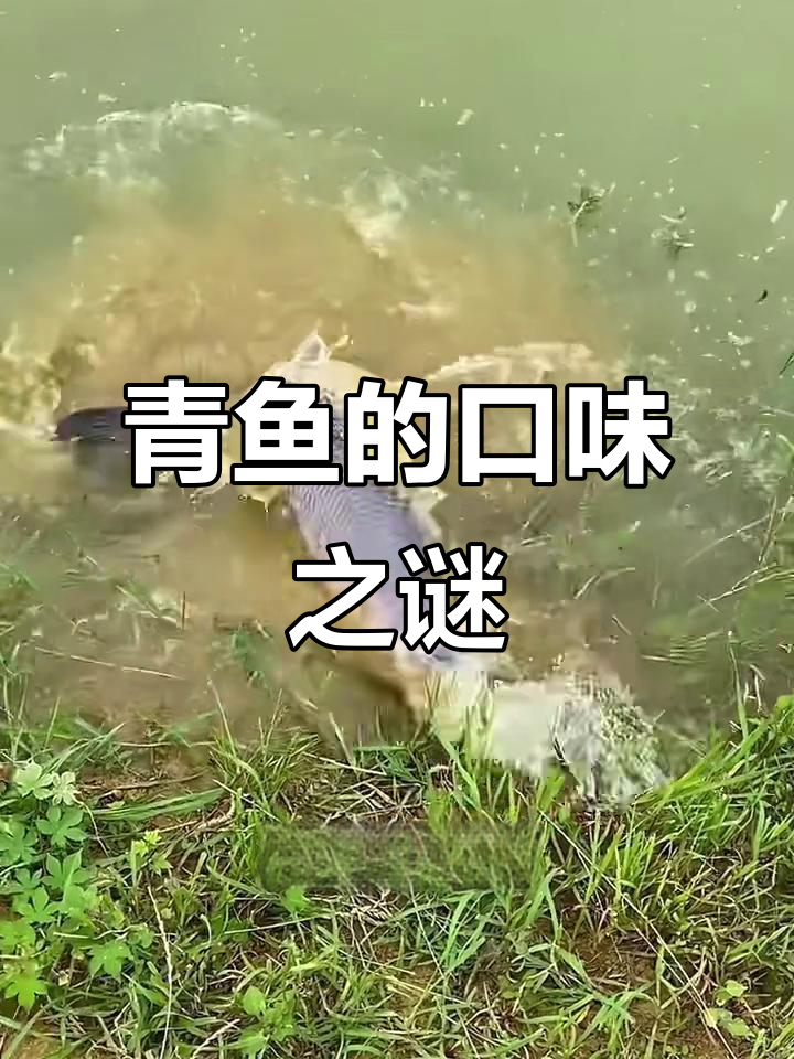 青鱼偏爱哪种口味的螺蛳?