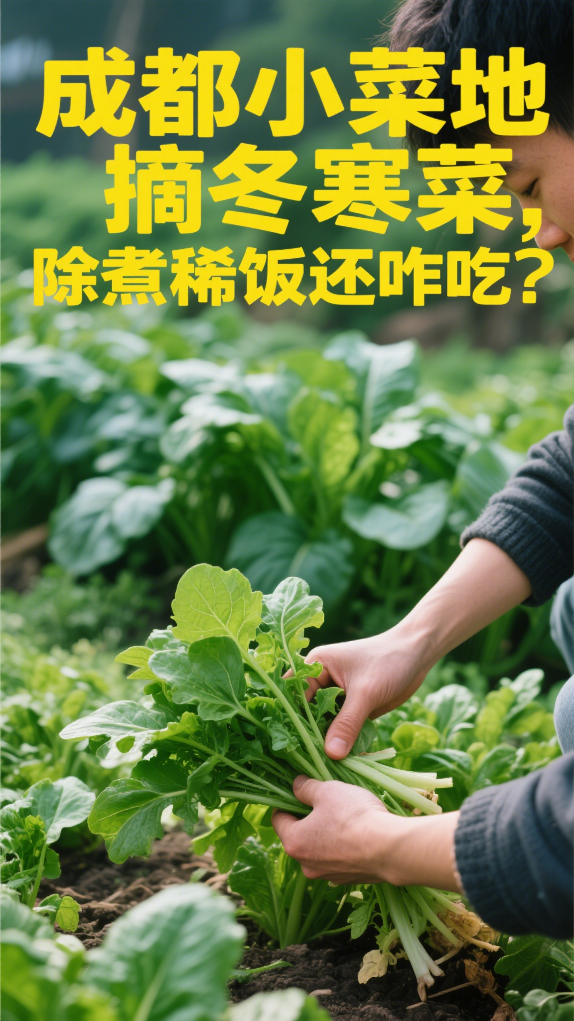 成都小菜地摘冬寒菜,除煮稀饭还咋吃?