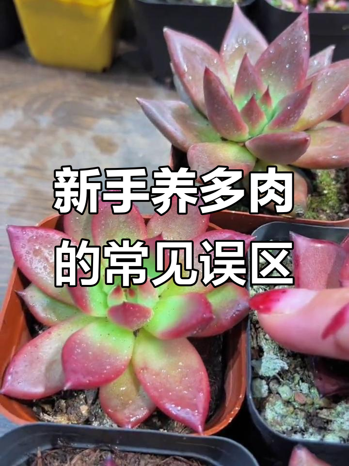 多肉植物新手必看!这些名字太容易混淆,教你如何分辨