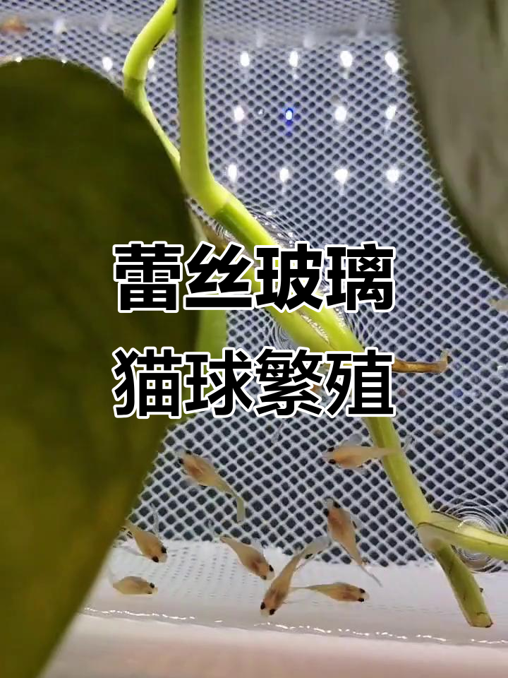 蕾丝玻璃猫球大C,孔雀鱼下崽超可爱