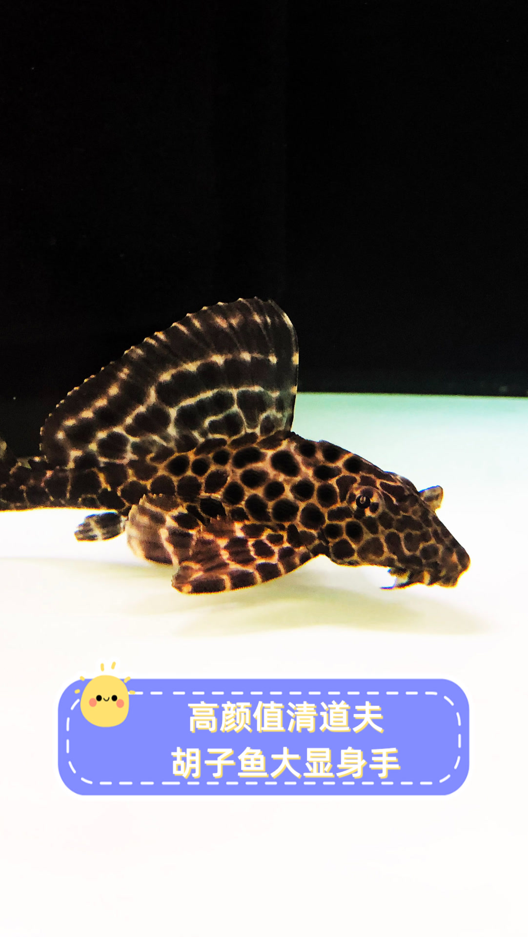 高颜值清道夫,胡子鱼大显身手