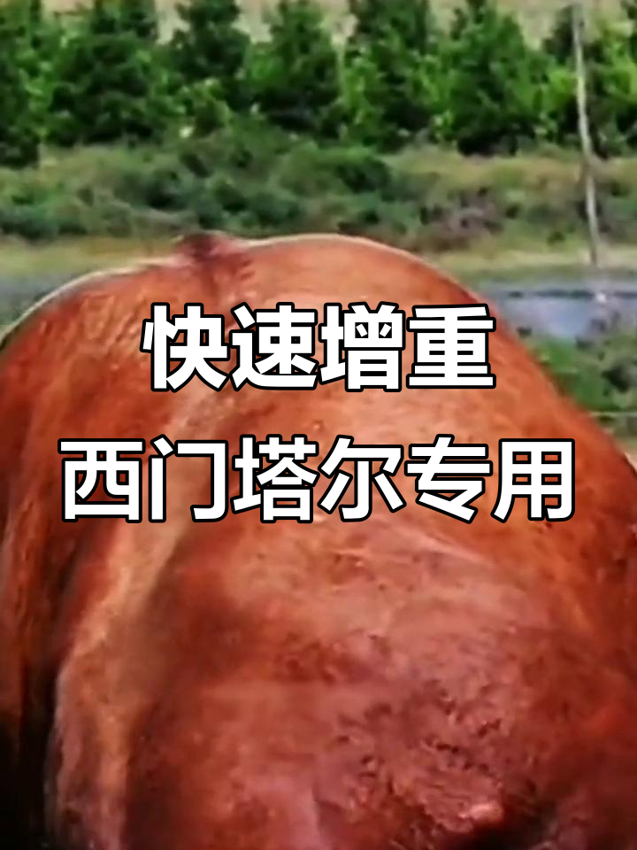 预客标王助力肉牛催肥,效果惊人!