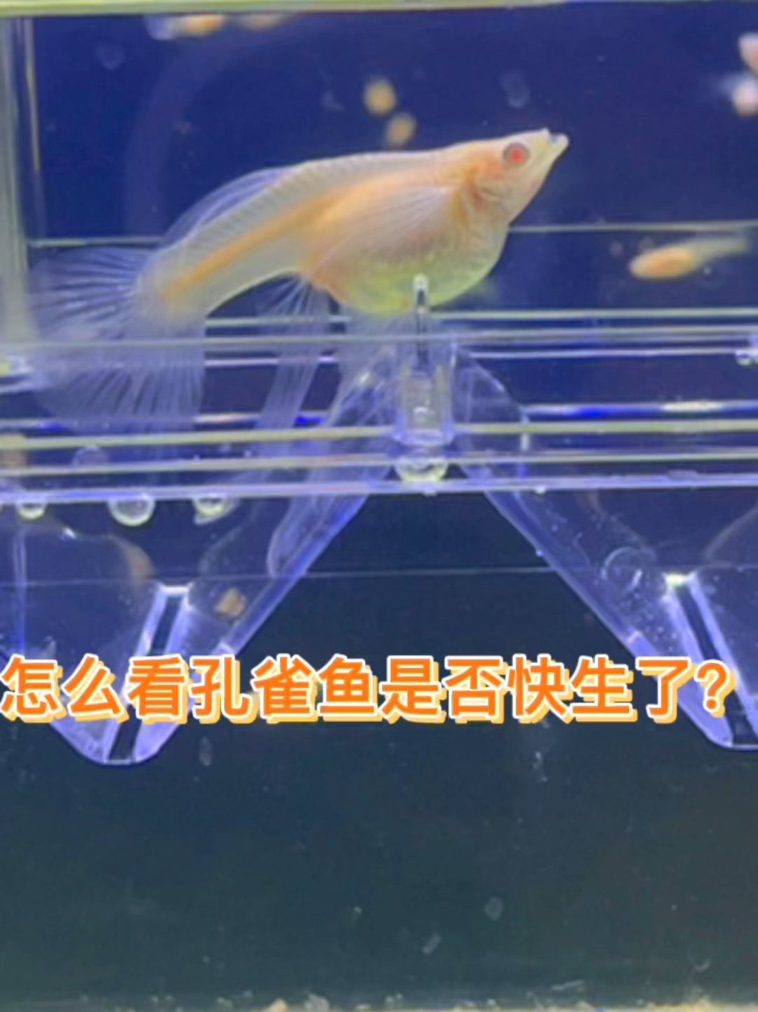 怎么看孔雀鱼是不是要生了?