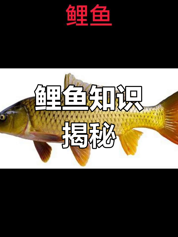鲤鱼的生活习性与营养价值,了解卖鱼的日常