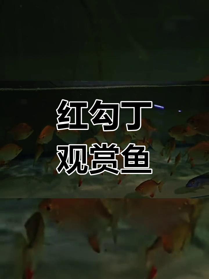 热带鱼中的“食人鱼”红勾丁