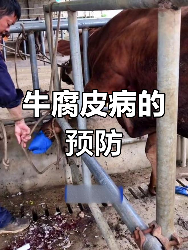 牛腐皮病防治要点,避免经济损失