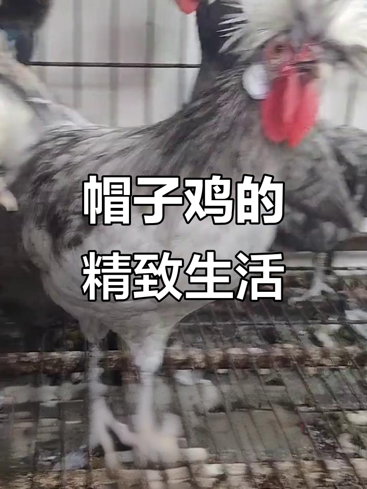 帽子鸡下蛋,仪式感满满!时间精准得让人忍不住笑