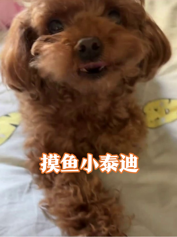 小泰迪摸鱼被抓包，表情变化笑翻网友