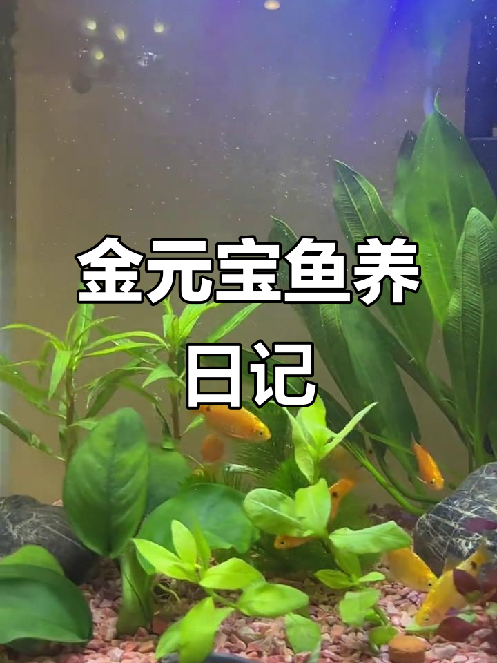 养鱼也能治愈生活的疲惫,金元宝鱼的日常