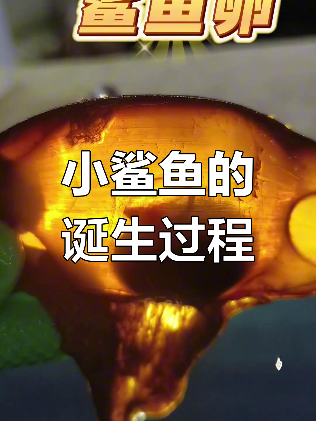 鲨鱼卵孵化全过程,小鲨鱼像胎生宝宝一样可爱