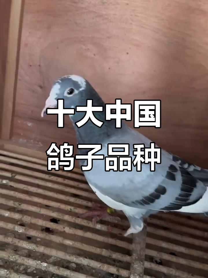 中国五大名鸽品种揭秘:李梅林、台湾种等各有独特飞行能力