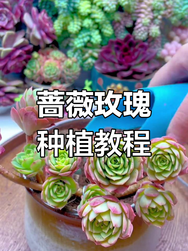 多肉蔷薇玫瑰上盆技巧