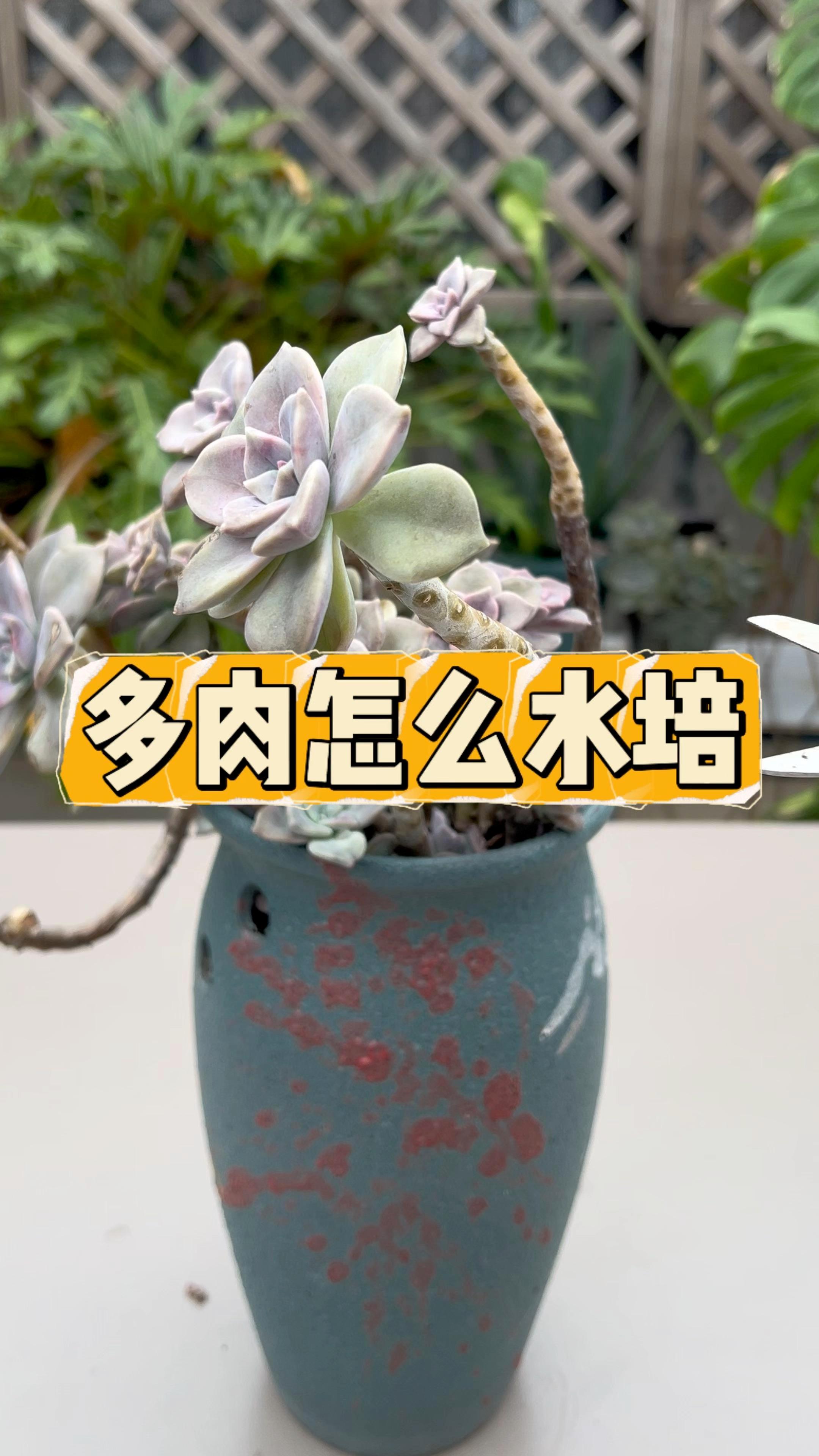 多肉砍头后也别急着扔,可以用来水培扦插