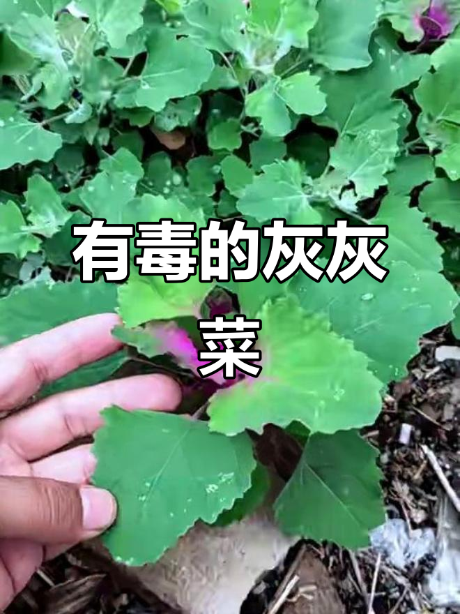 灰菜有毒？如何辨别可吃与不可吃的品种