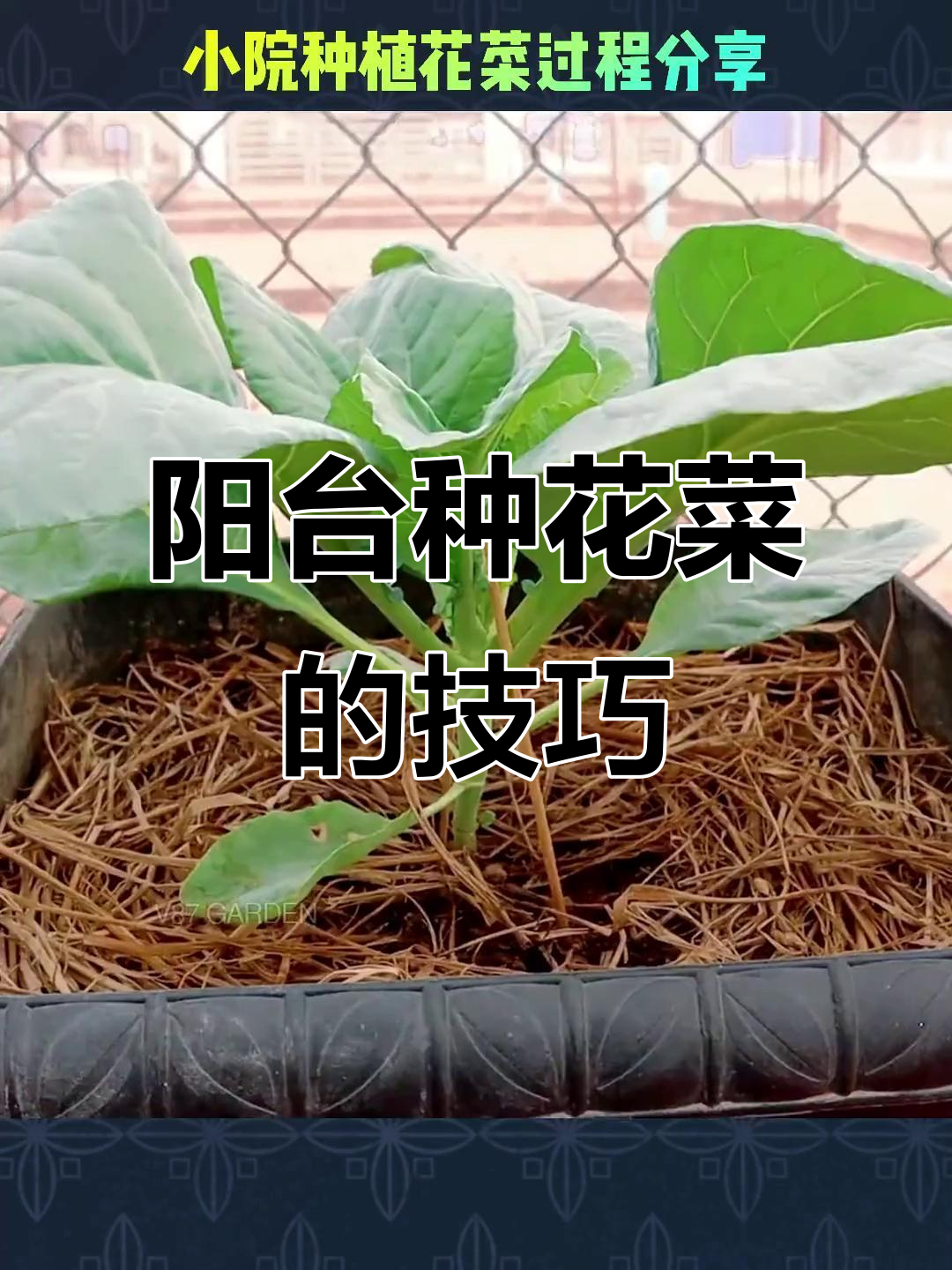 小院种花菜,一步步教你如何种植