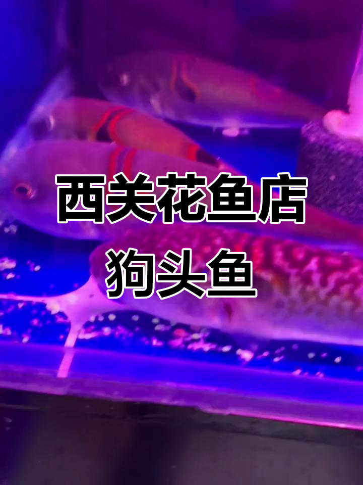 兰州西关木塔巷花鱼店新到货,红斑狗头鱼价格揭秘