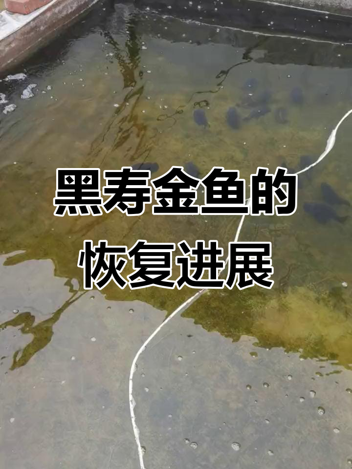 黑寿金鱼鳃病恢复中,状态良好可考虑杀虫