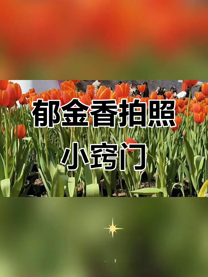 拍摄技巧大揭秘:如何拍出惊艳的郁金香照片