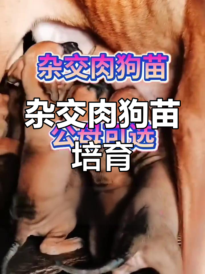 嘉祥县跃祥农业科技服务中心:培育抗病杂交肉狗苗,南北皆宜