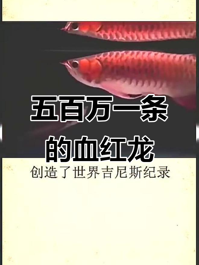 印度尼西亚血红龙:五百万一条的奢华之鱼
