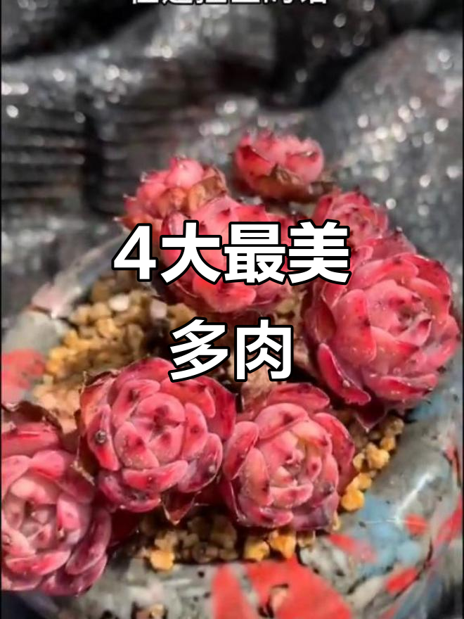 多肉四大美人揭秘，最后那棵认错是“白凤”！
