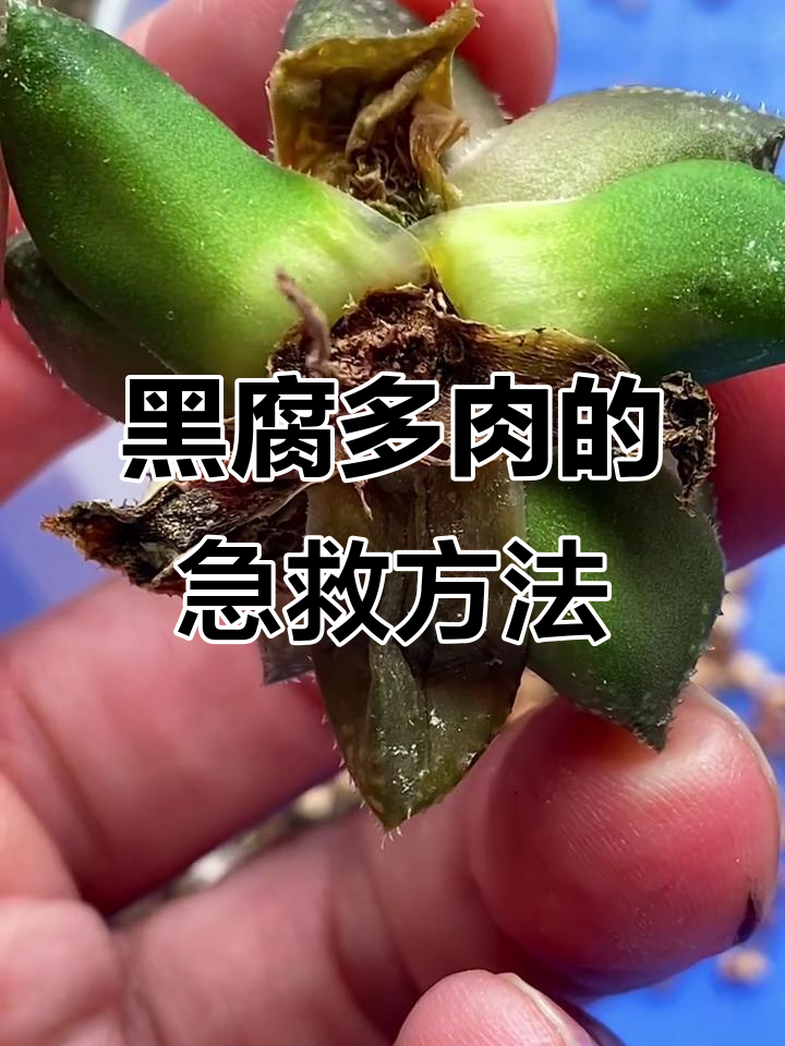 多肉植物黑腐病处理技巧,如何避免继续恶化
