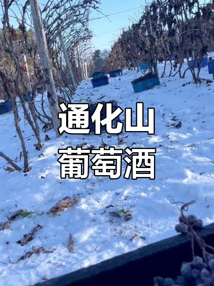 吉林特产通化山葡萄酒,北冰红酿造