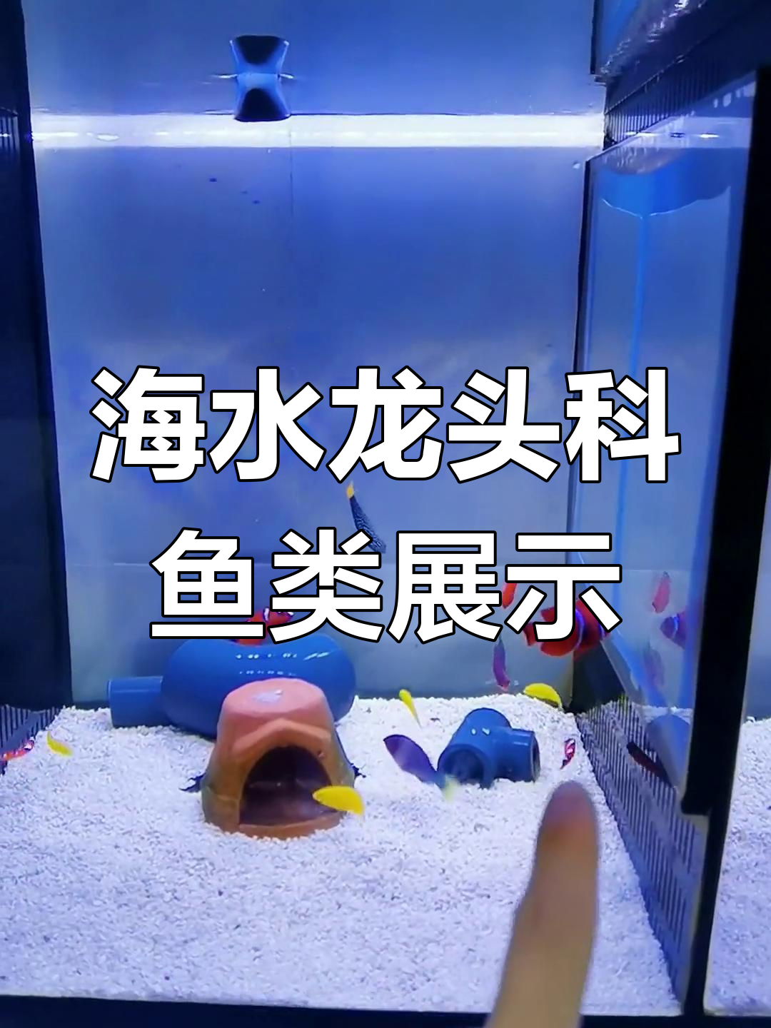 9点直播揭秘海水鱼，龙头科品种大赏