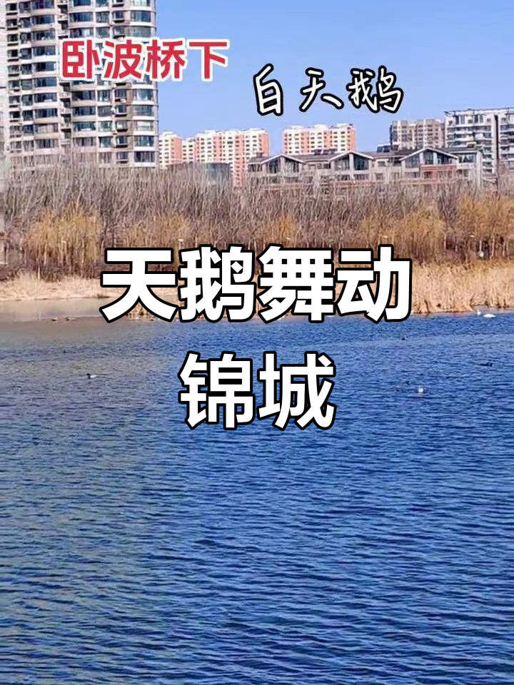 白天鹅翩翩起舞,锦州湿地公园成休闲新地标