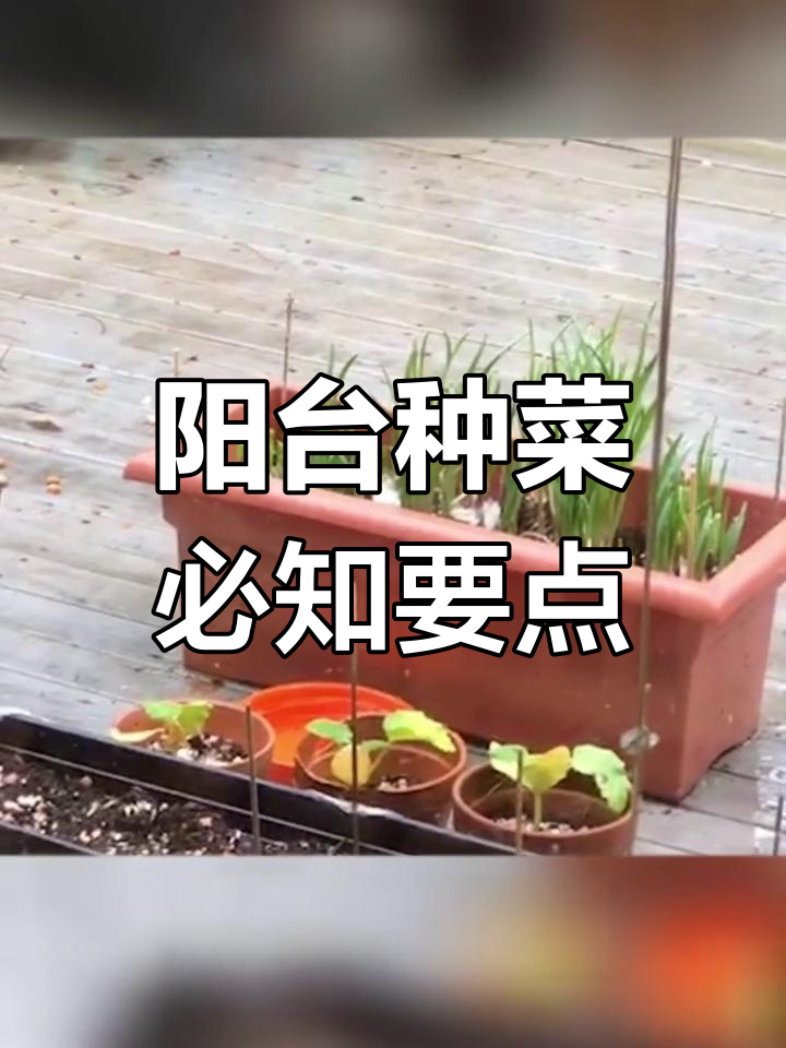 阳台种植小技巧,选对季节和蔬菜品种事半功倍
